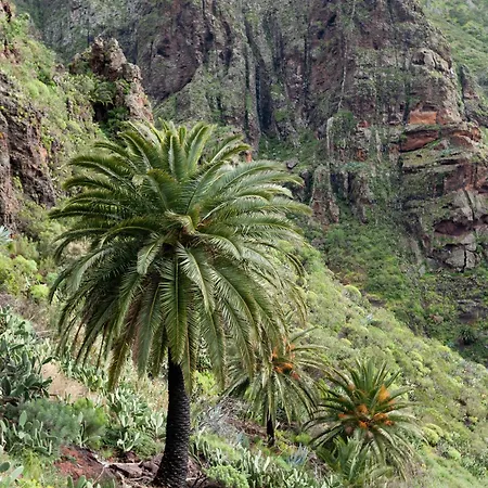 Live Masca Casa Tarucho Villa Buenavista Del Norte